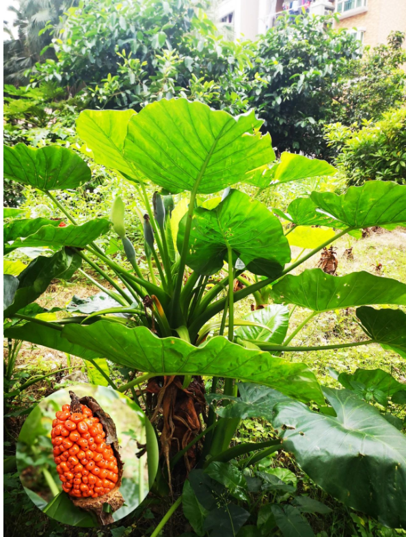 海芋原植物海芋又被称为"广东狼毒"有治疗毒肿的功效但它全株有毒